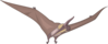Pteranodon Looking Clip Art